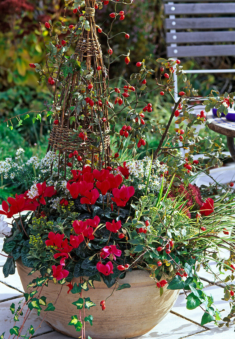 Bowl with cyclamen persicum, Roses, rosehips