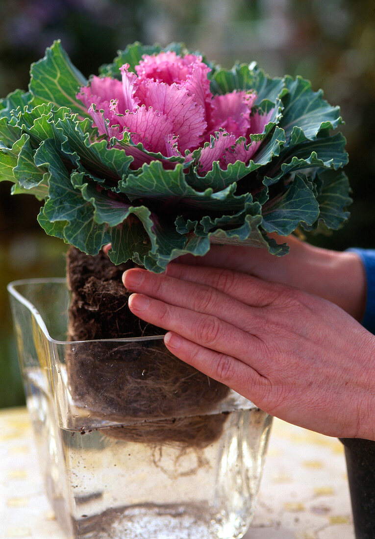 Dip the Brassica oleraca bales in water before planting