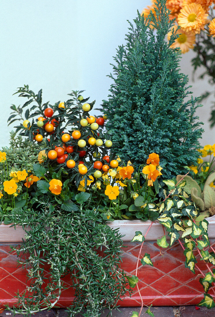 Solanum pseudocapsicum, Rosmarin, Viola, Chamaecyparis