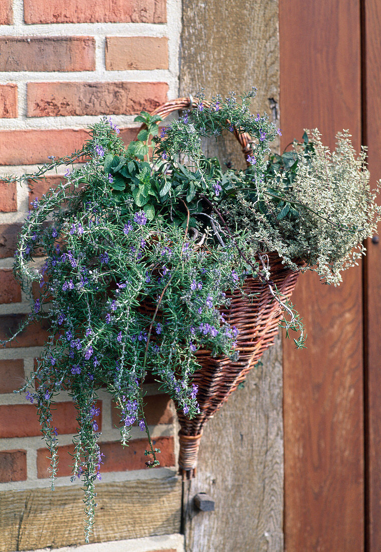 Hanging basket with rosemary (hanging)
