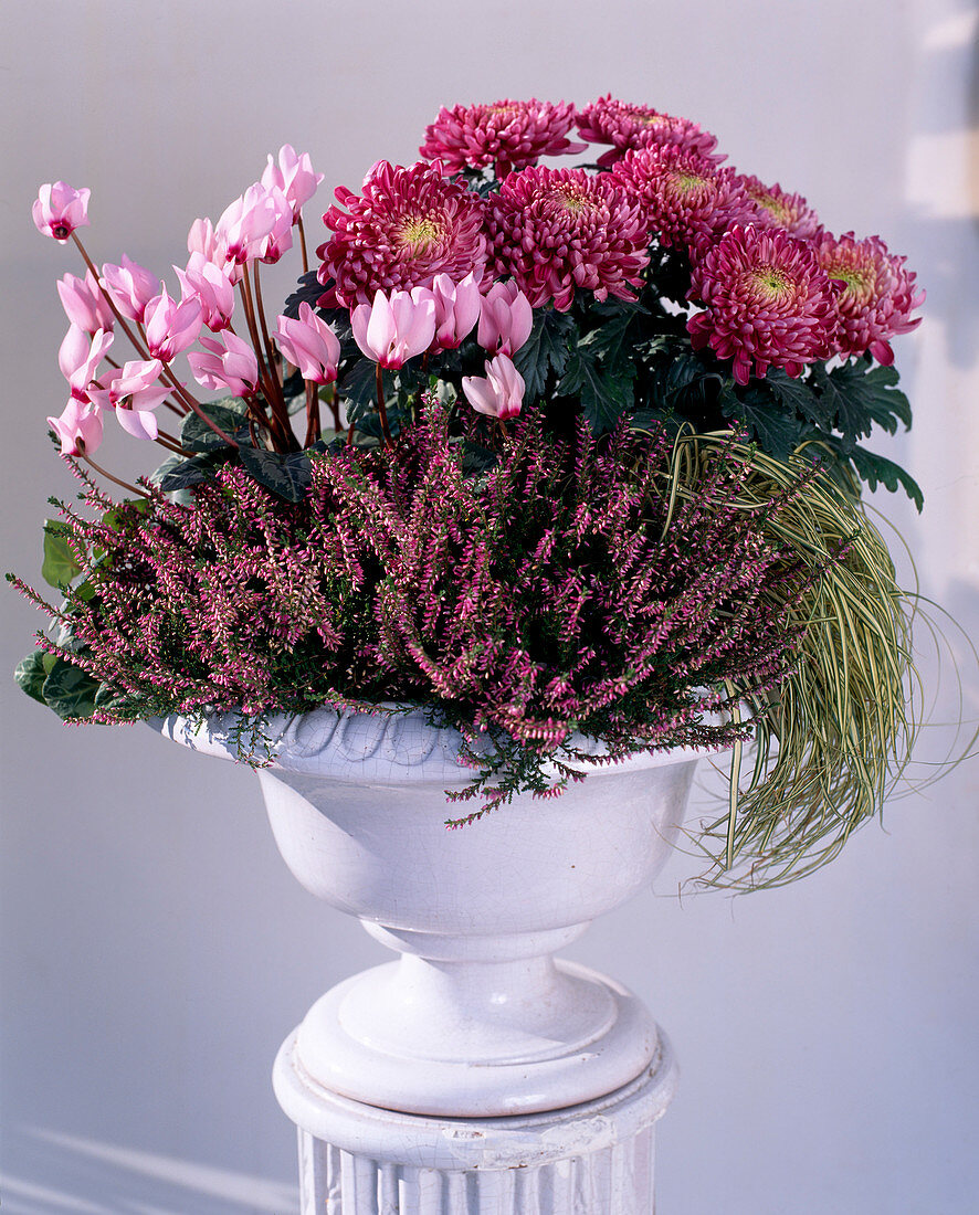 Calluna vulgaris, Dendranthema indicum, Cyclamen persicum, Carex hachijoensis 'Evergold'