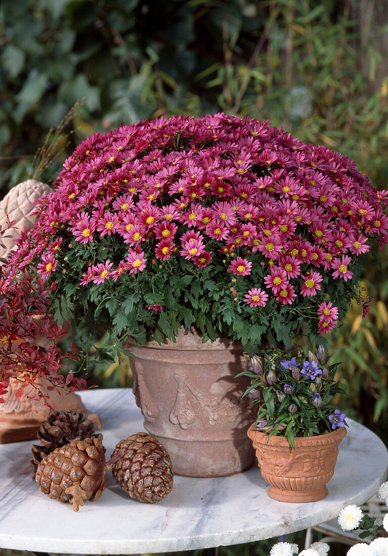 Dendranthema indicum (Herbst-Chrysantheme)