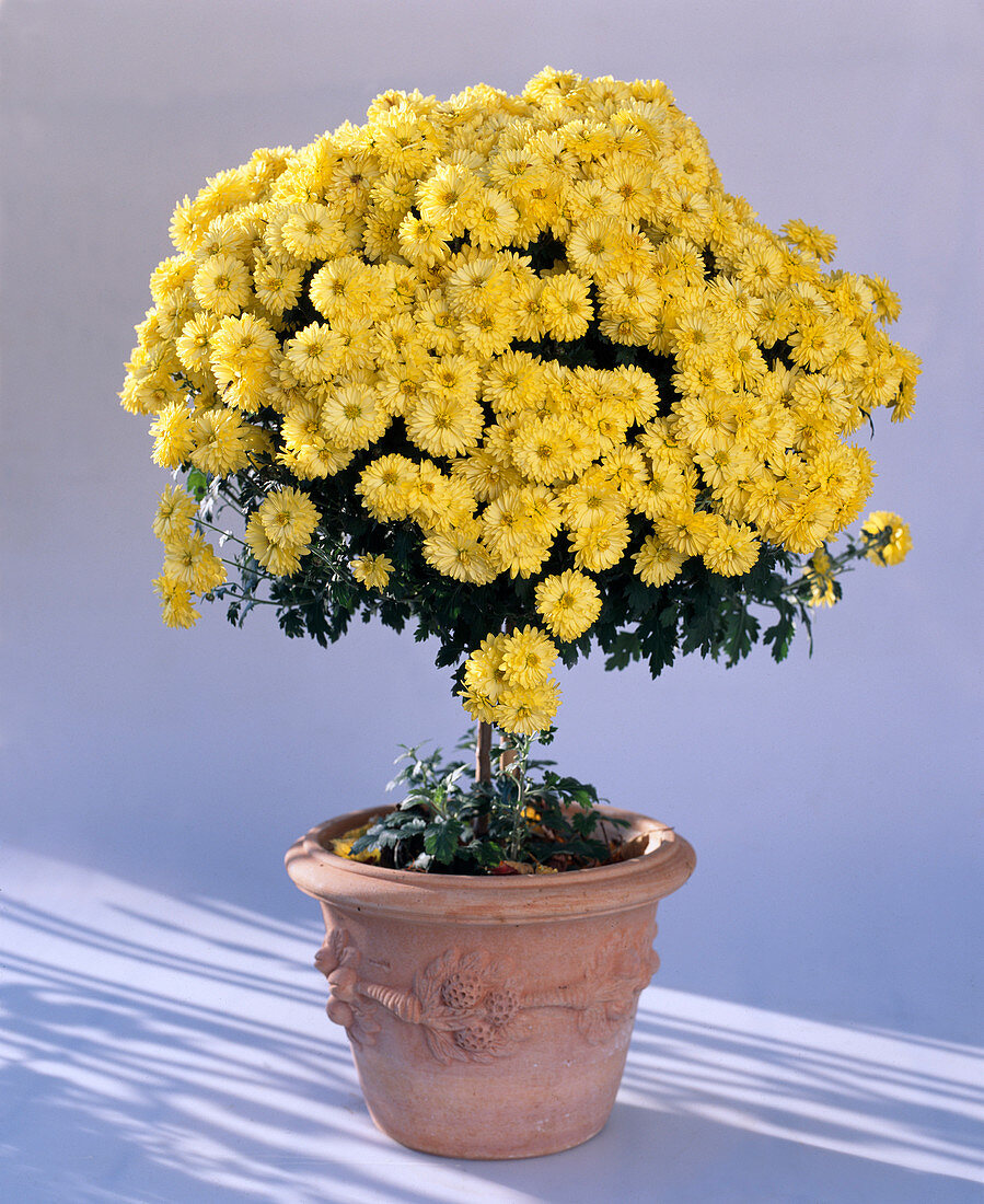 Dendranthema indicum, (Herbst-Chrysantheme)