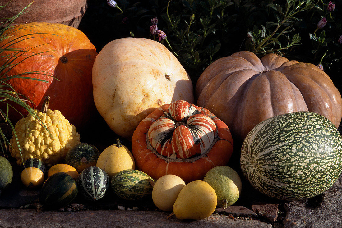 Various pumpkins