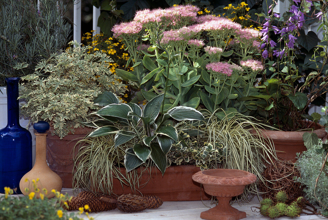 Carex hachijoensis 'Evergold', Hosta, Sedum telephium