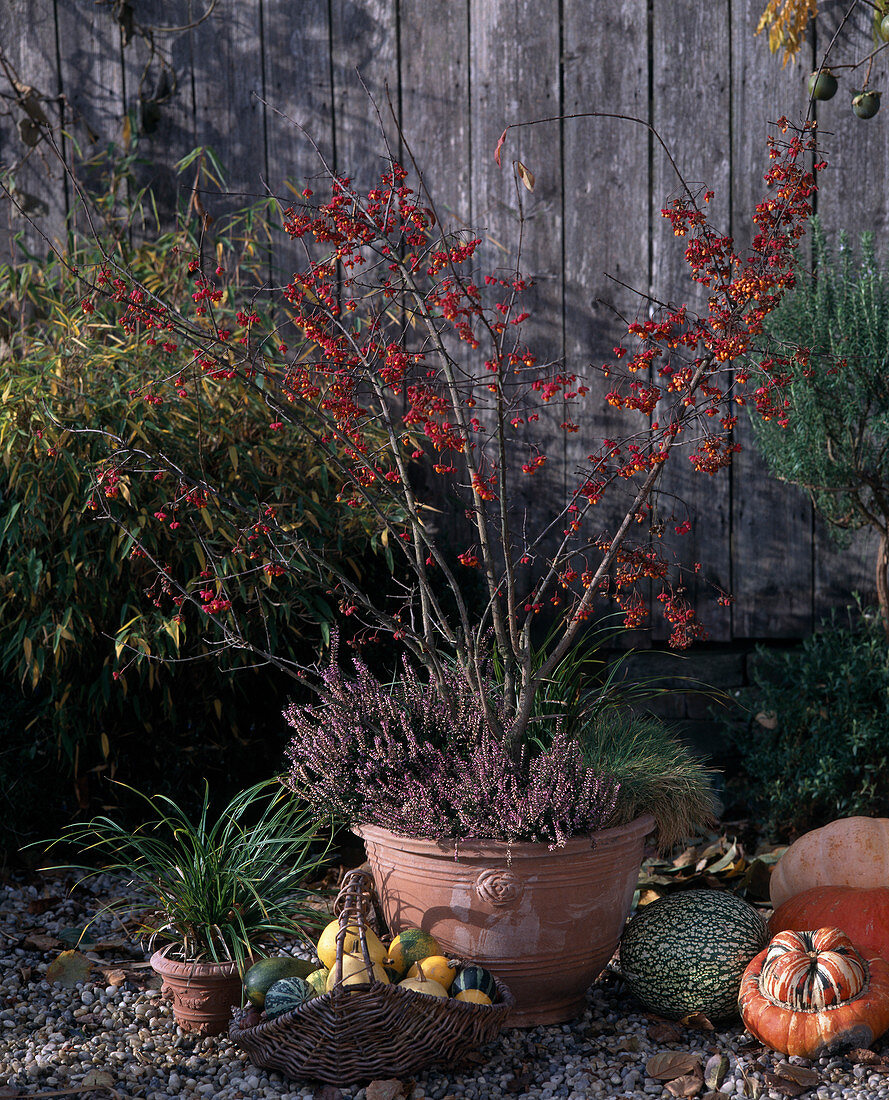 Euonymus europaeus (spindle bush)