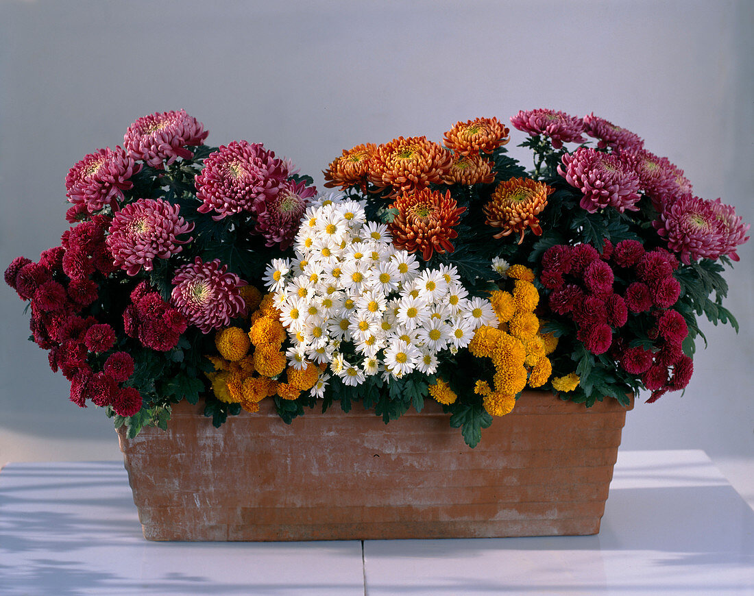 Dendranthema indicum, autumn chrysanthemum