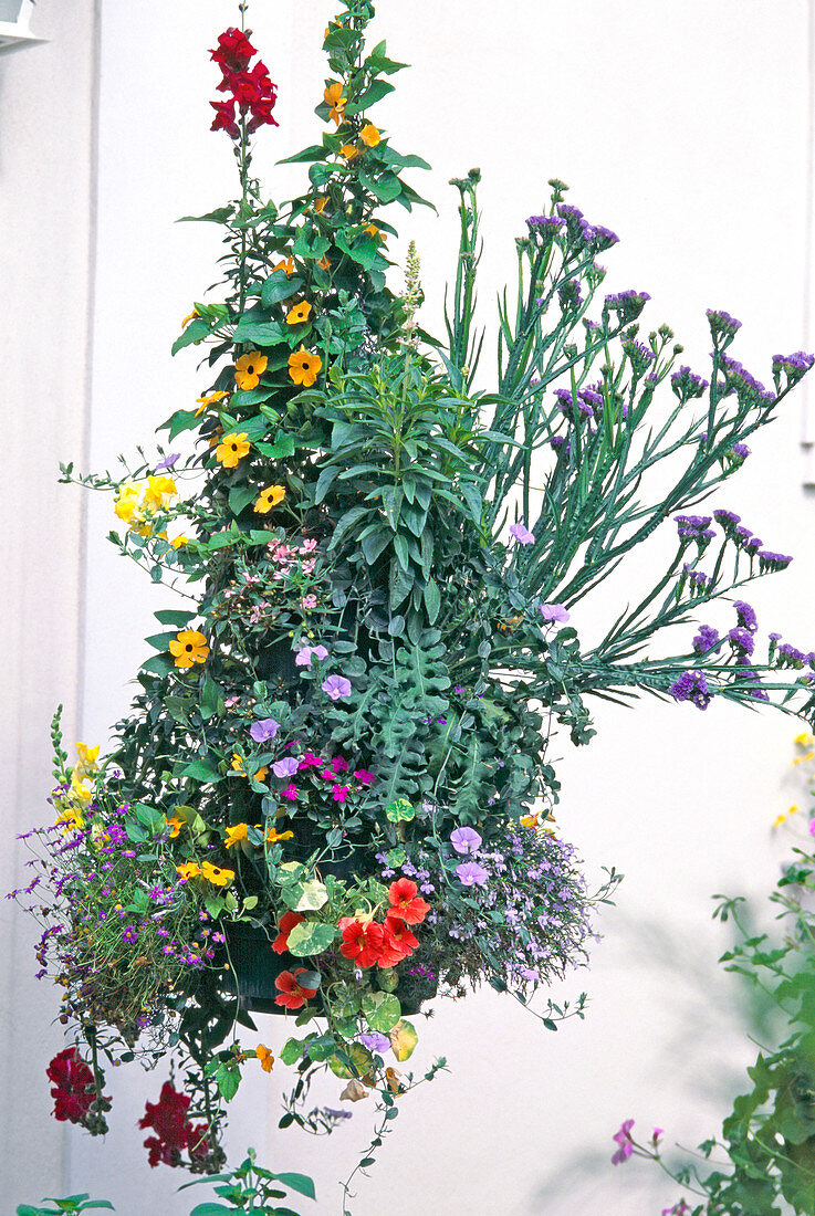 Flower column with Thunbergia, Lobelia, Convolvulus