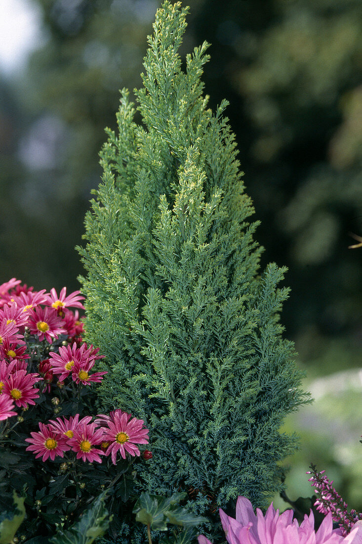 Chamaecyparis 'Ellwood's Pillar'