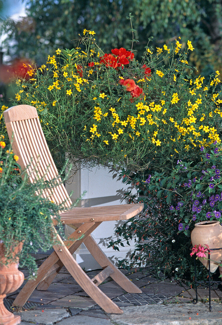 Bidens ferulifolia 'Goldmarie'