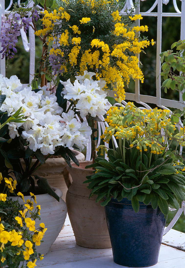 Genista, Rhododendron