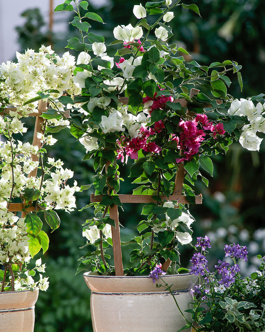 Bougainvillea