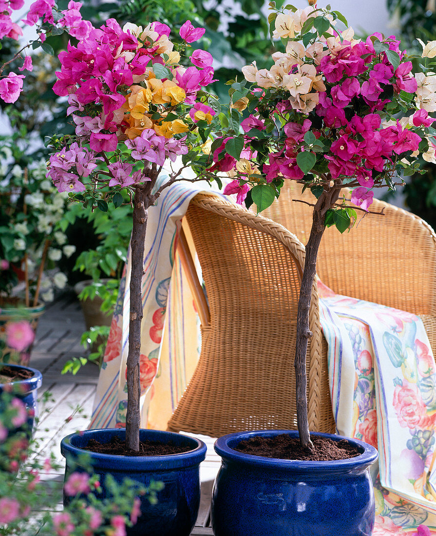 Bougainvillea grafted: 'Jamaica Red'