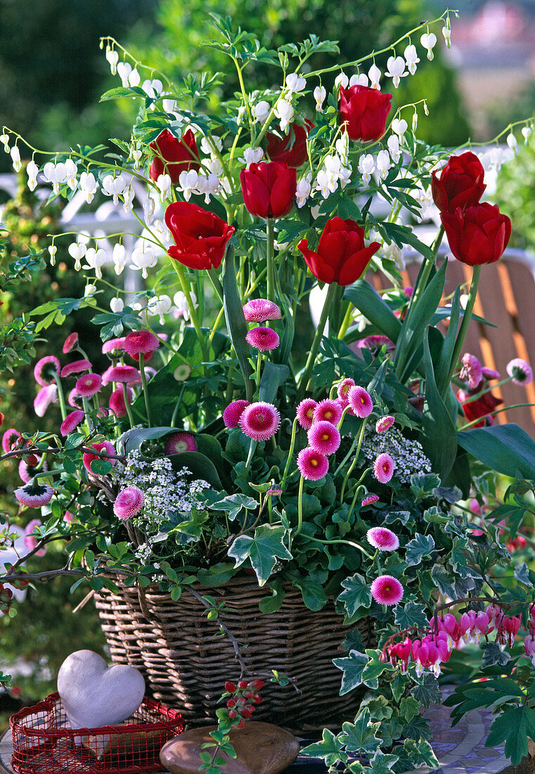 Tulipa (Tulpen), Bellis (Tausendschön), Dicentra (Tränendes Herz)