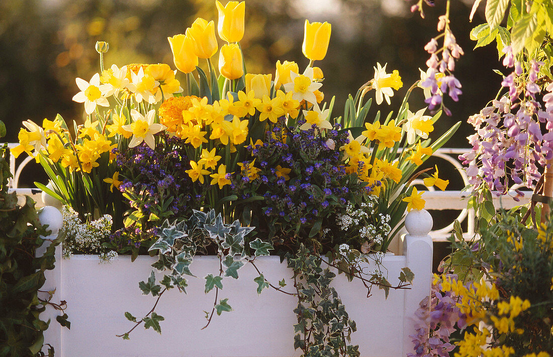 Narcissus, tulipa, myosotis, hedera