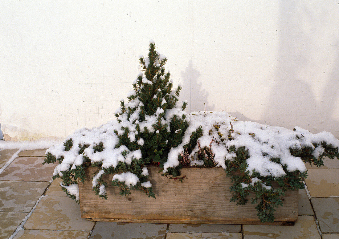 Balkonkasten mit Juniperus Procumbens, Calluna