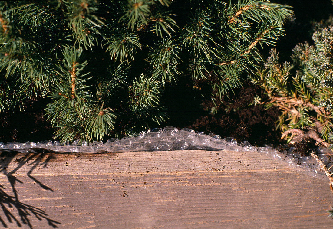 Protect the conifer root ball