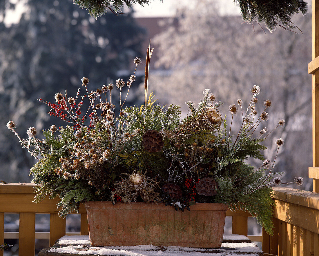 Thuja, Taxus, Ilex-Zweige, Disteln