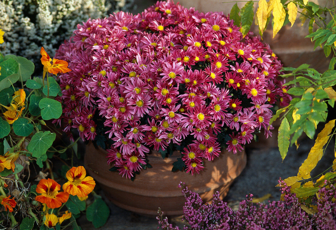 Dendranthema indicum, Herbstchrysantheme