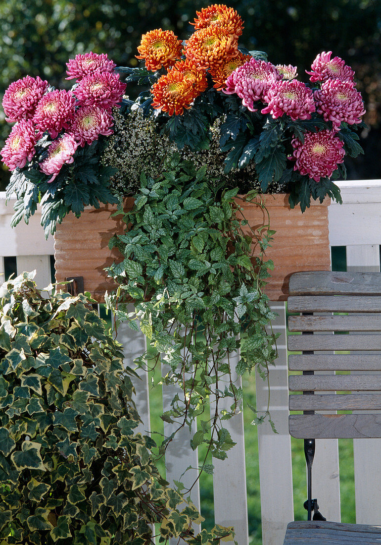 Dendranthema indicum (Autumn chrysanthemums), Lamiastrum 'Hermann's Pride'