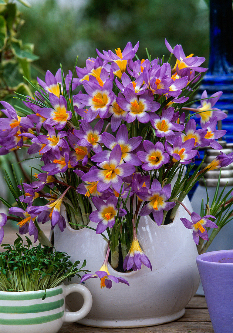 Crocus sieberi ssp. sublimis 'Tricolor' - Krokus