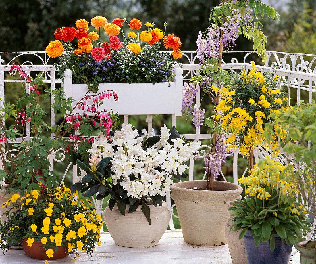 Ranunculus, Myosotis, Dicentra, Viola