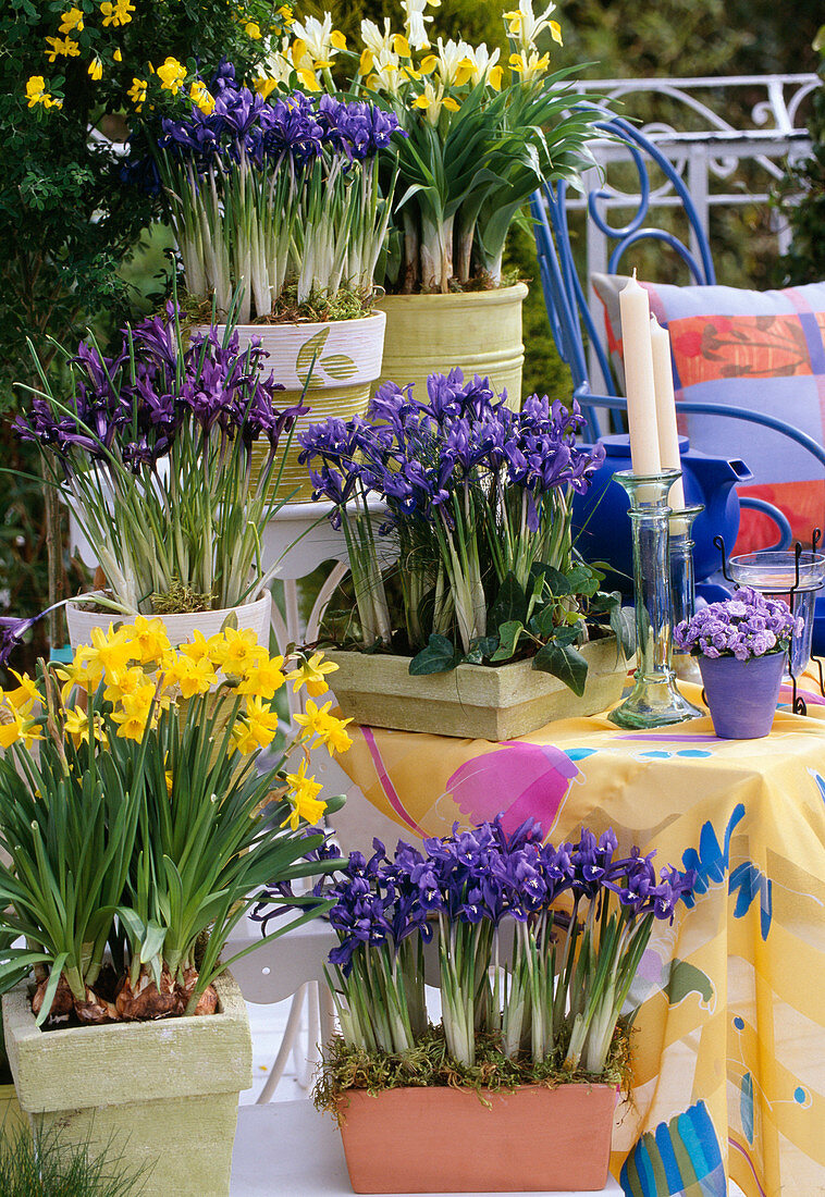 Spring arrangement with net iris and daffodils