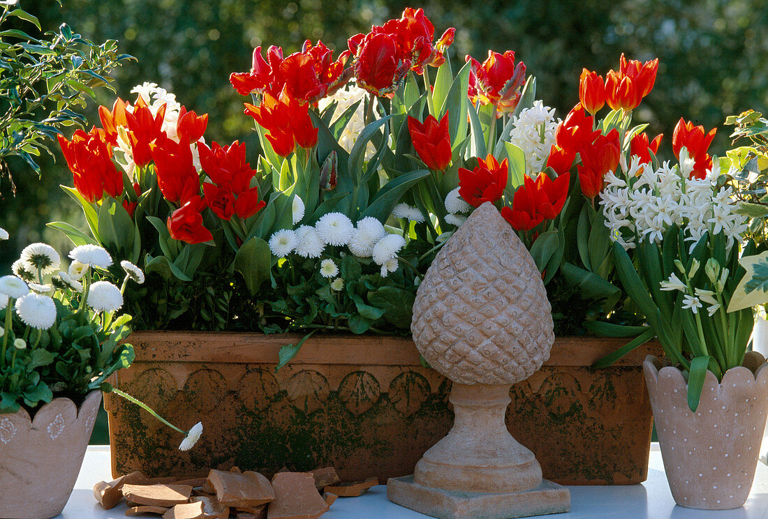 Bellis 'Pomponette', Tulipa 'Rococo'