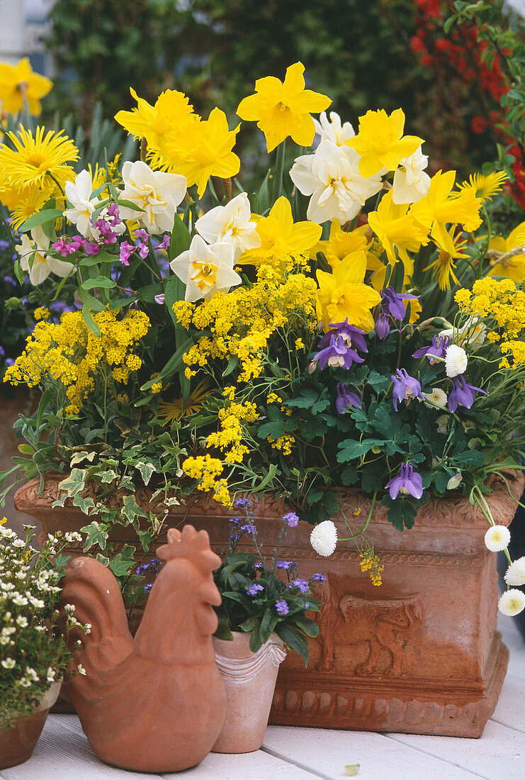 Narcissus 'Golden Harvest' Yellow, flower fragrance