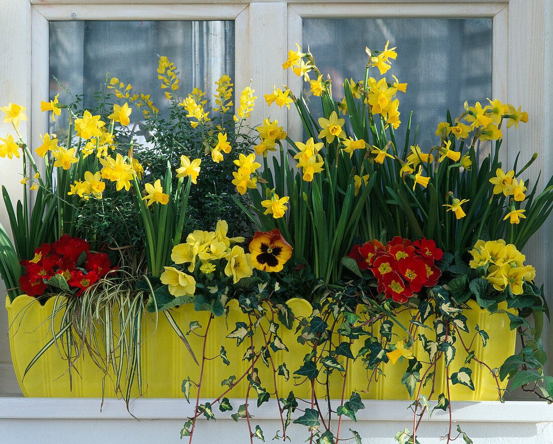 Narcissus 'Tete A Tete'