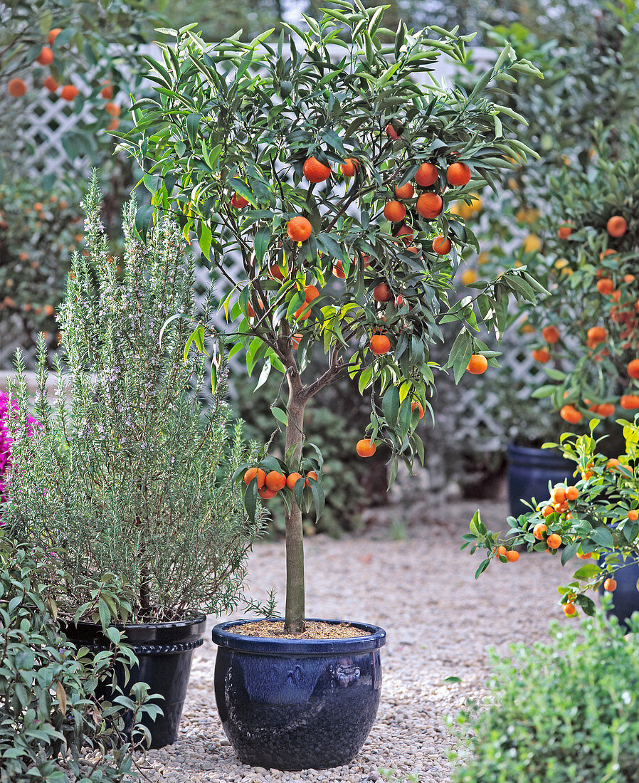 Citrus Nobilis Jüngere, Blätter Rollen Sich