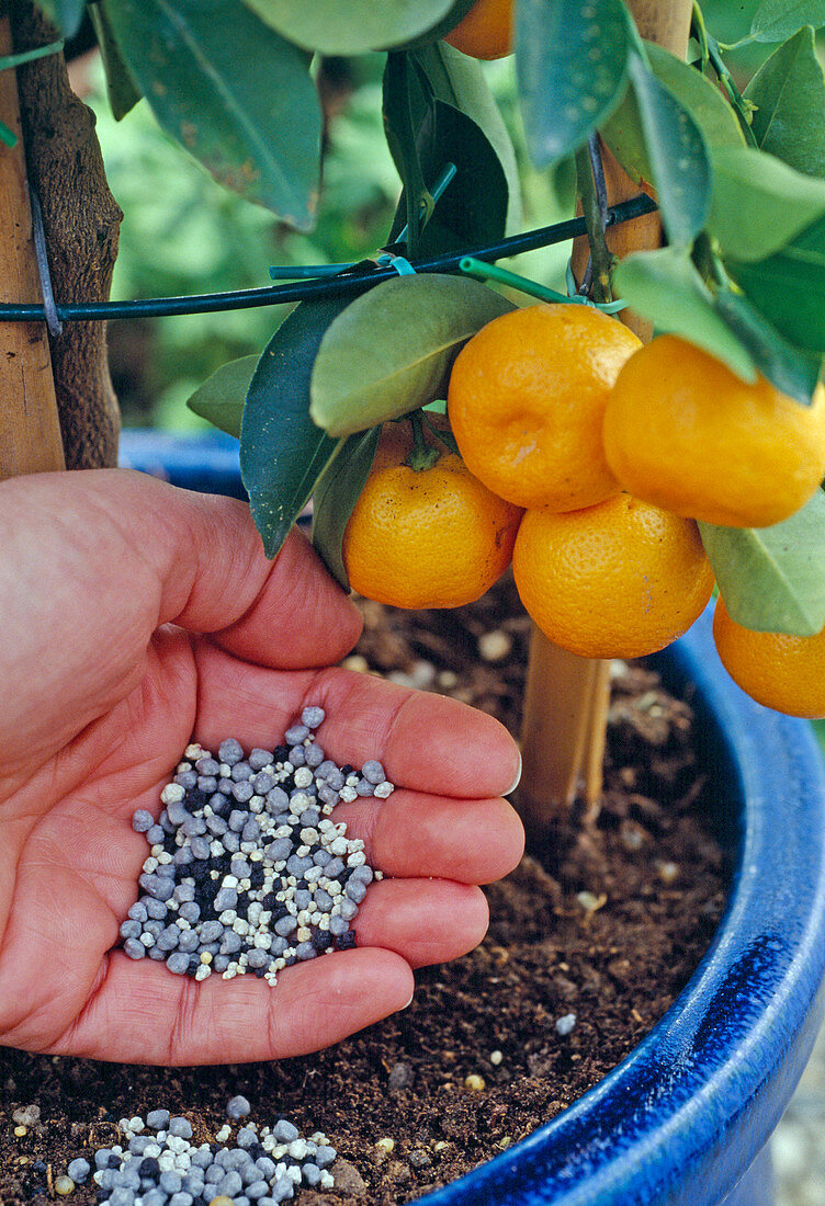 Citrusgewächse intensiv UND GROßZÜGIG