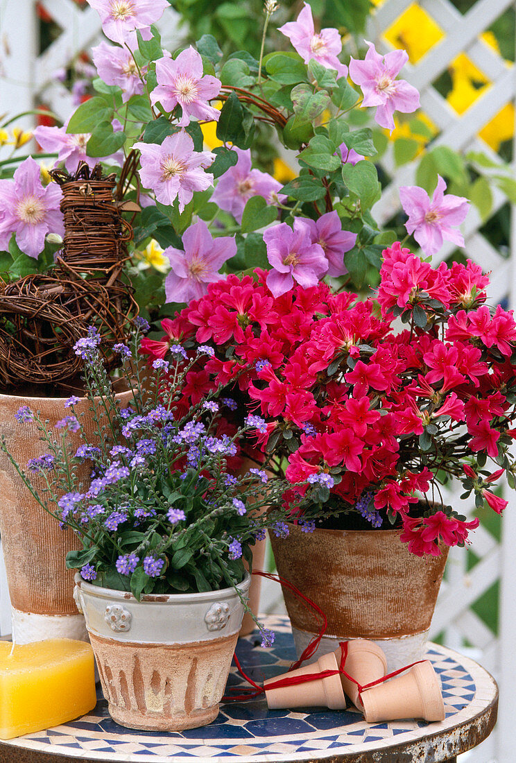 Azalea hybrid Clematis hybrid Myosotis (forget-me-not)