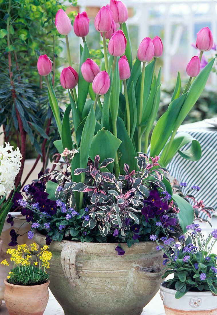 Tulipa 'Don Quichote', Salvia 'TRICOLOR' ,