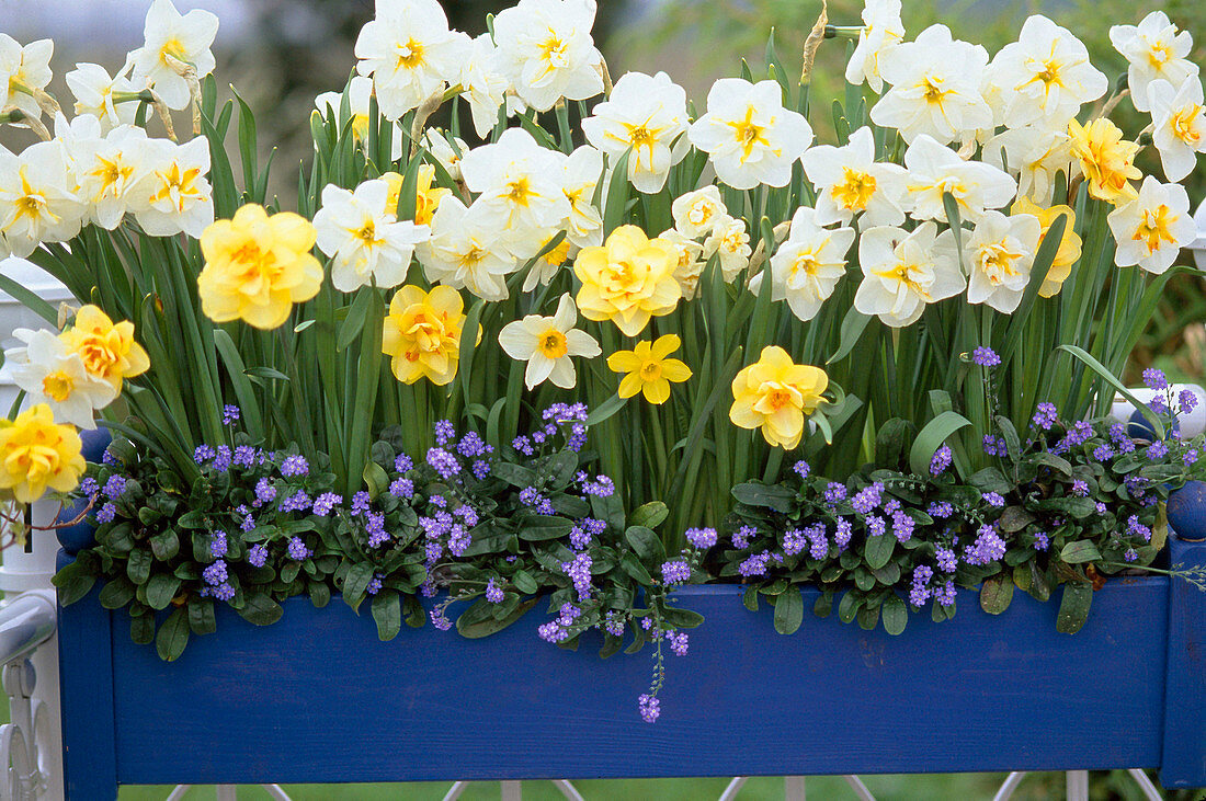 Narcissus 'Tahiti' (yellow blooming)