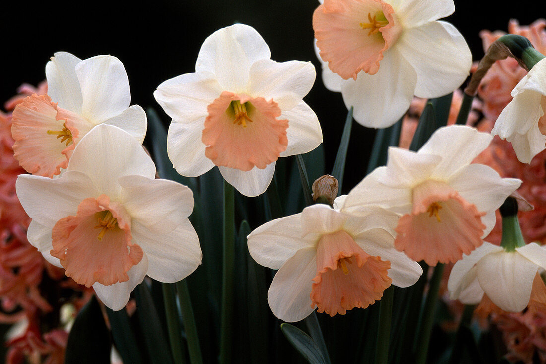 Narcissus 'Salome'