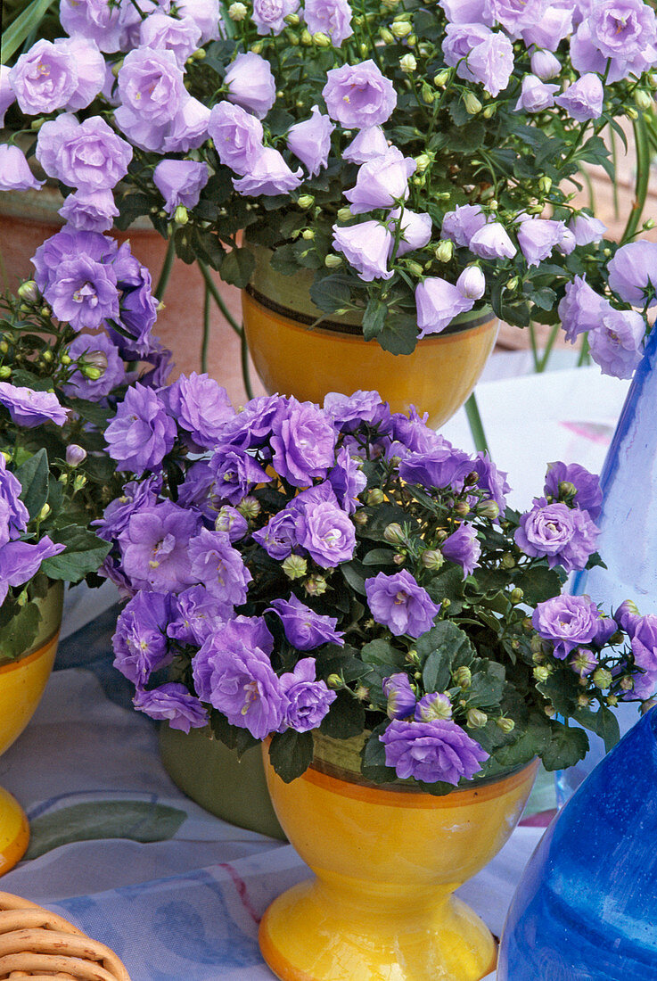 Campanula carpatica 'Blue Ball'