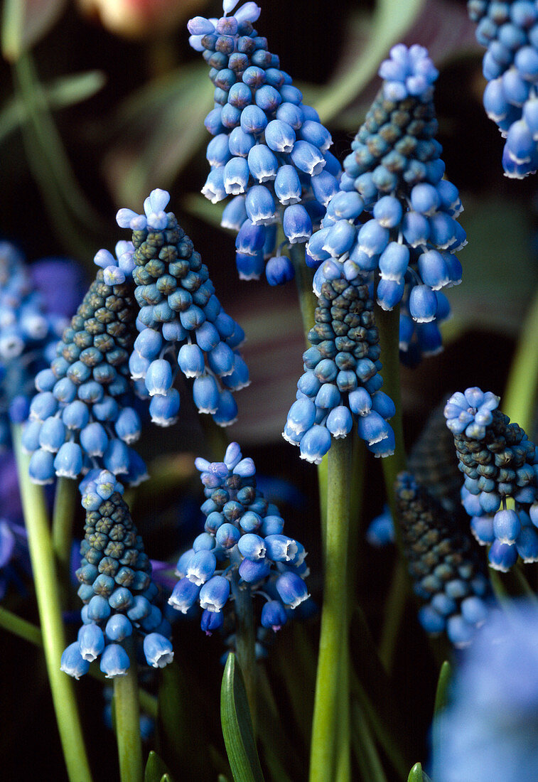 Muscari Tubergenianum