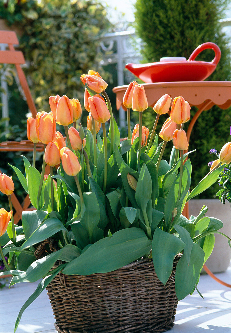 Tulipa 'Orange Emperor'