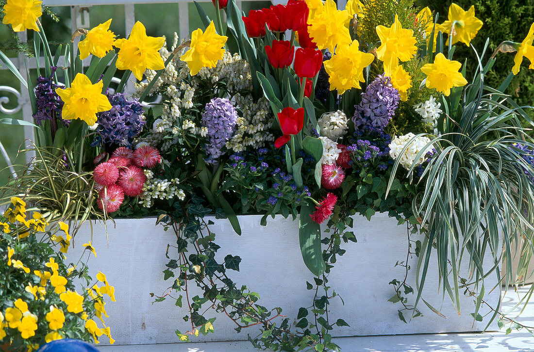 Kasten: Narcissus 'Goldmedaille', Bellis