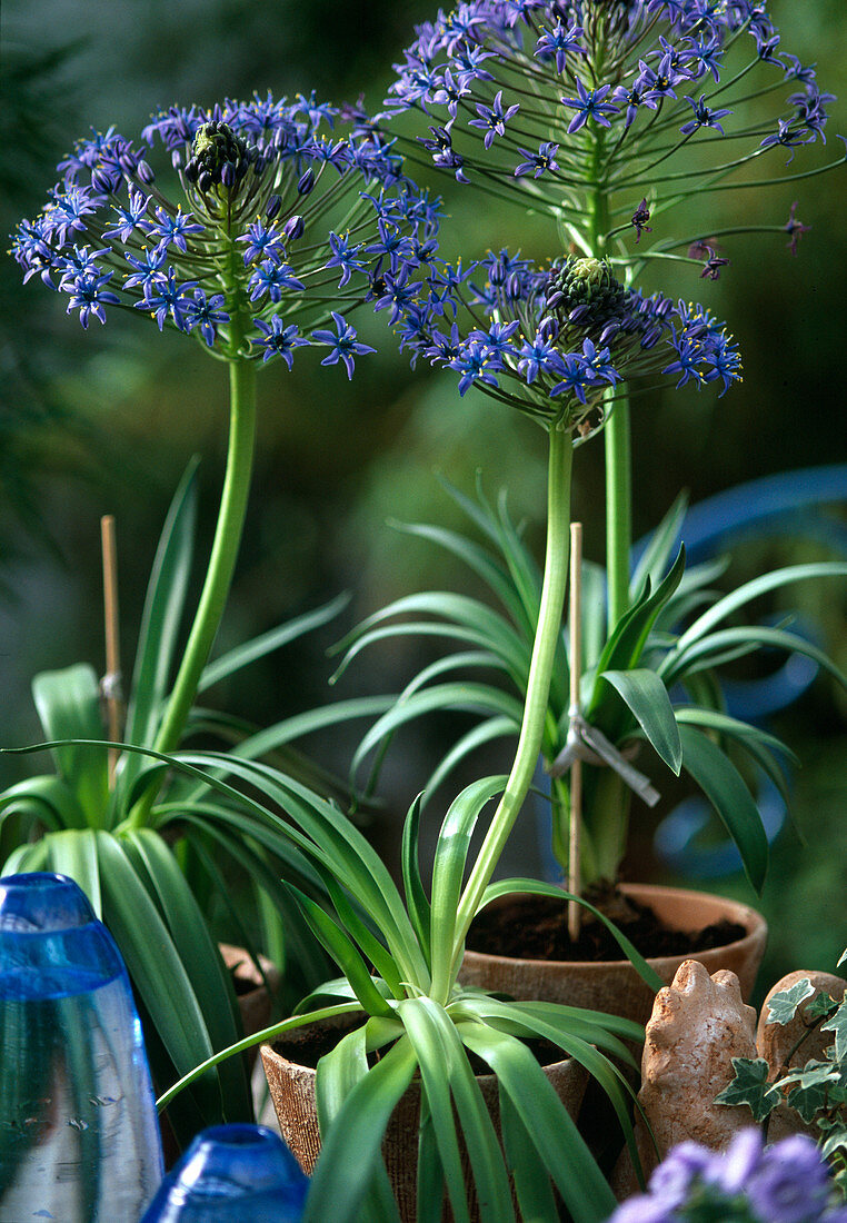 Scilla peruviana