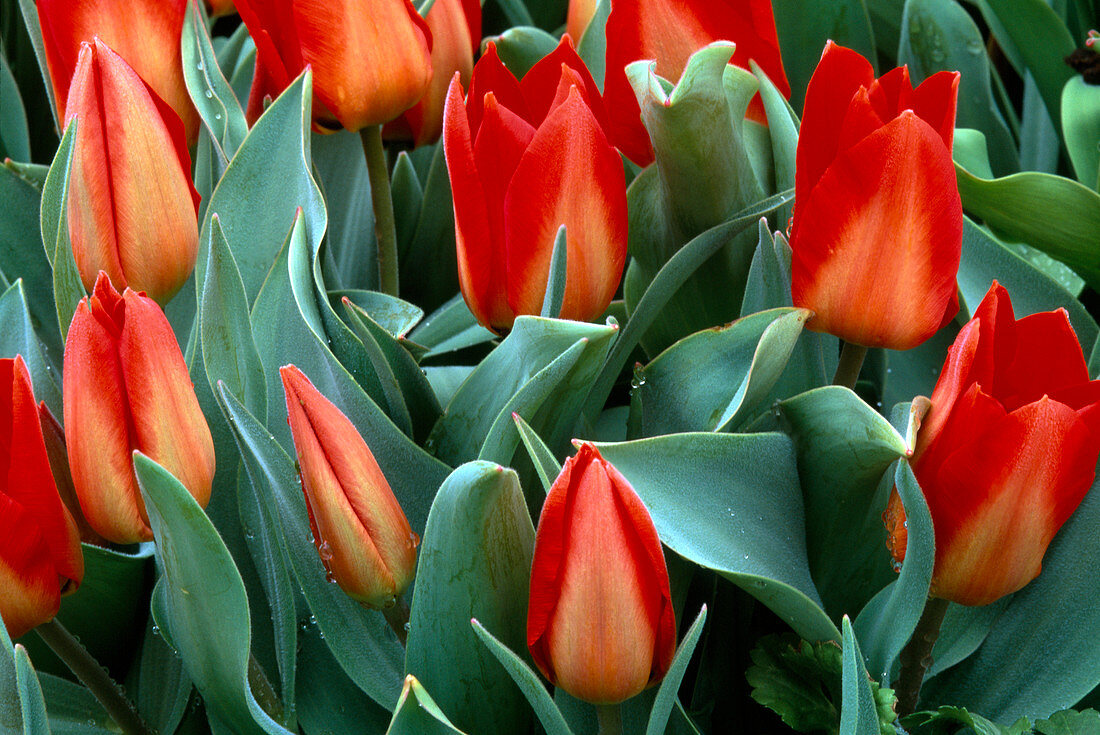 Tulipa 'princeps'