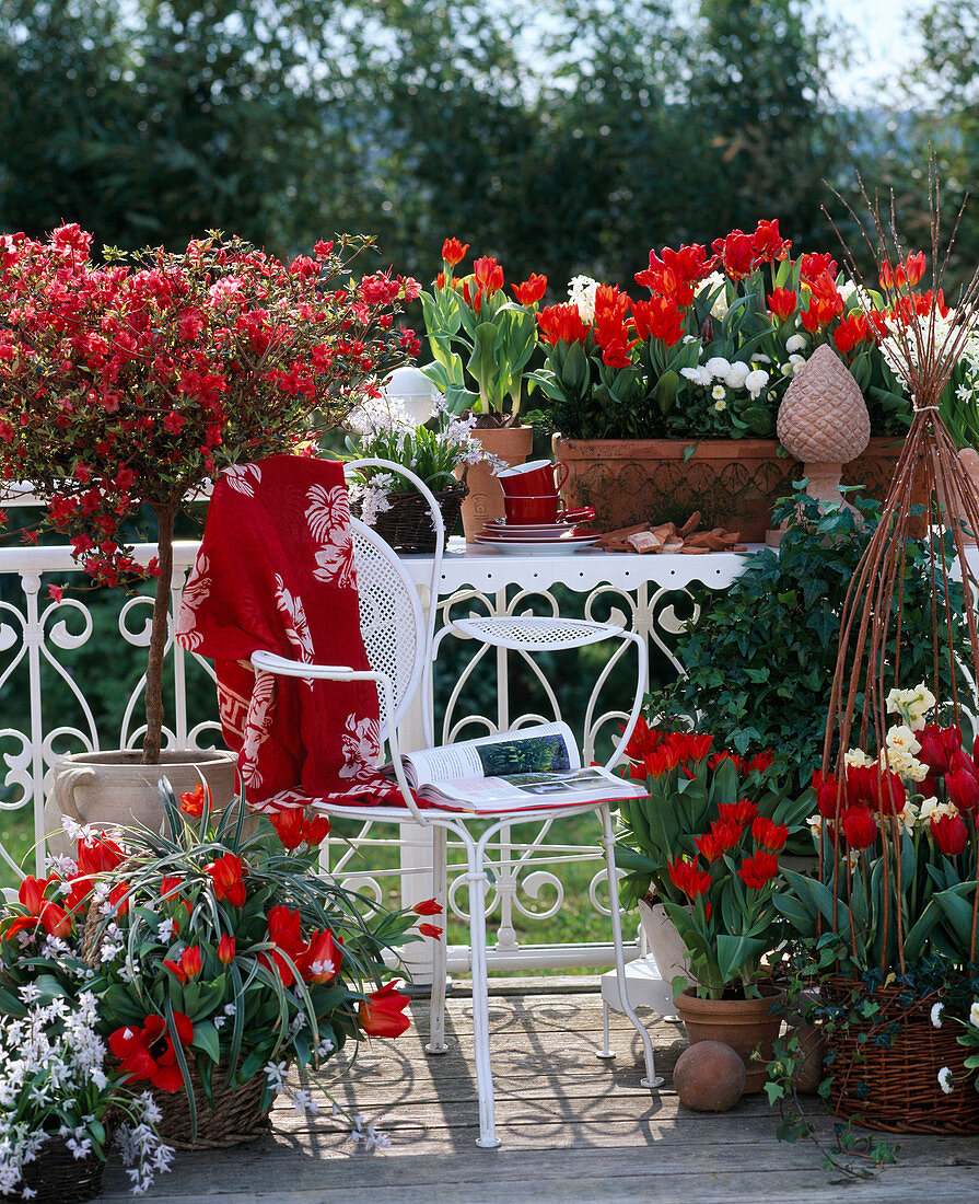 Rot-weißer Balkon mit Tulpen