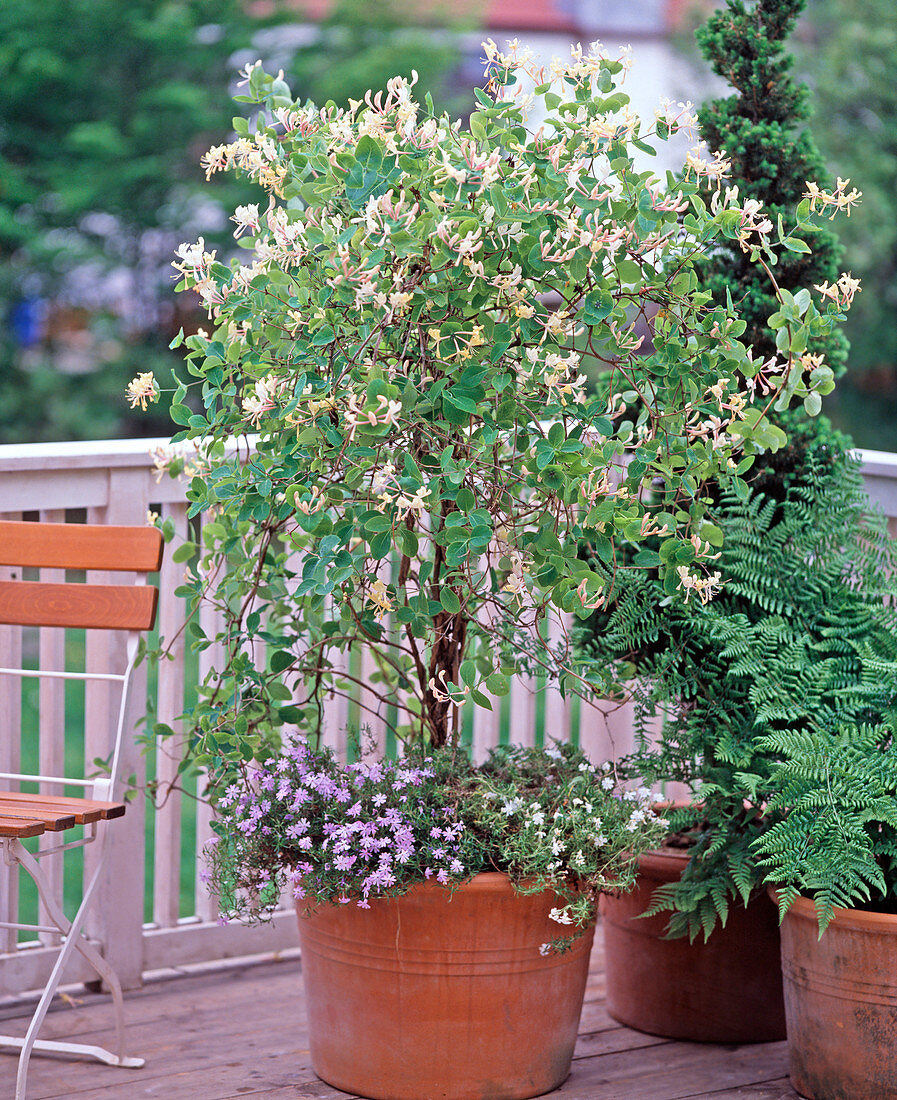 Lonicera caprifolium (Echtes Geißblatt)