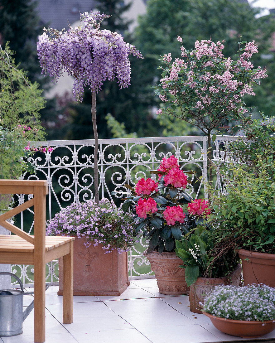 Wisteria sinensis, Phlox, Rhododendron-Hybriden