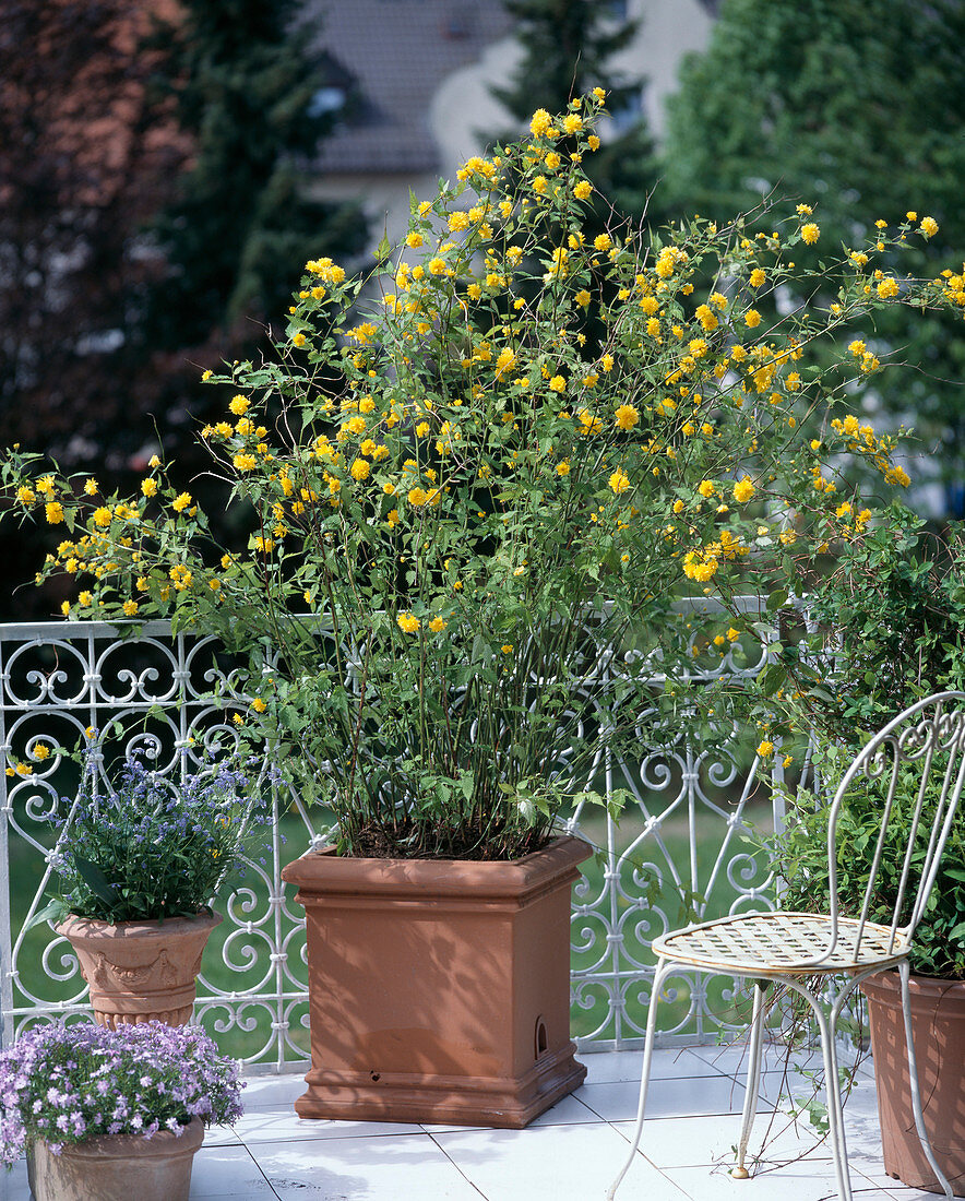 Kerria Japonica, Myosotis sylvatica