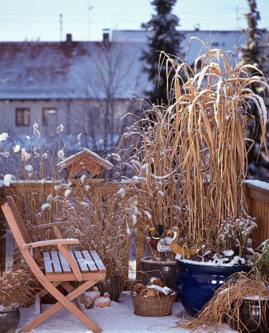 Gräserbalkon IM Winter mit PENNISETUM