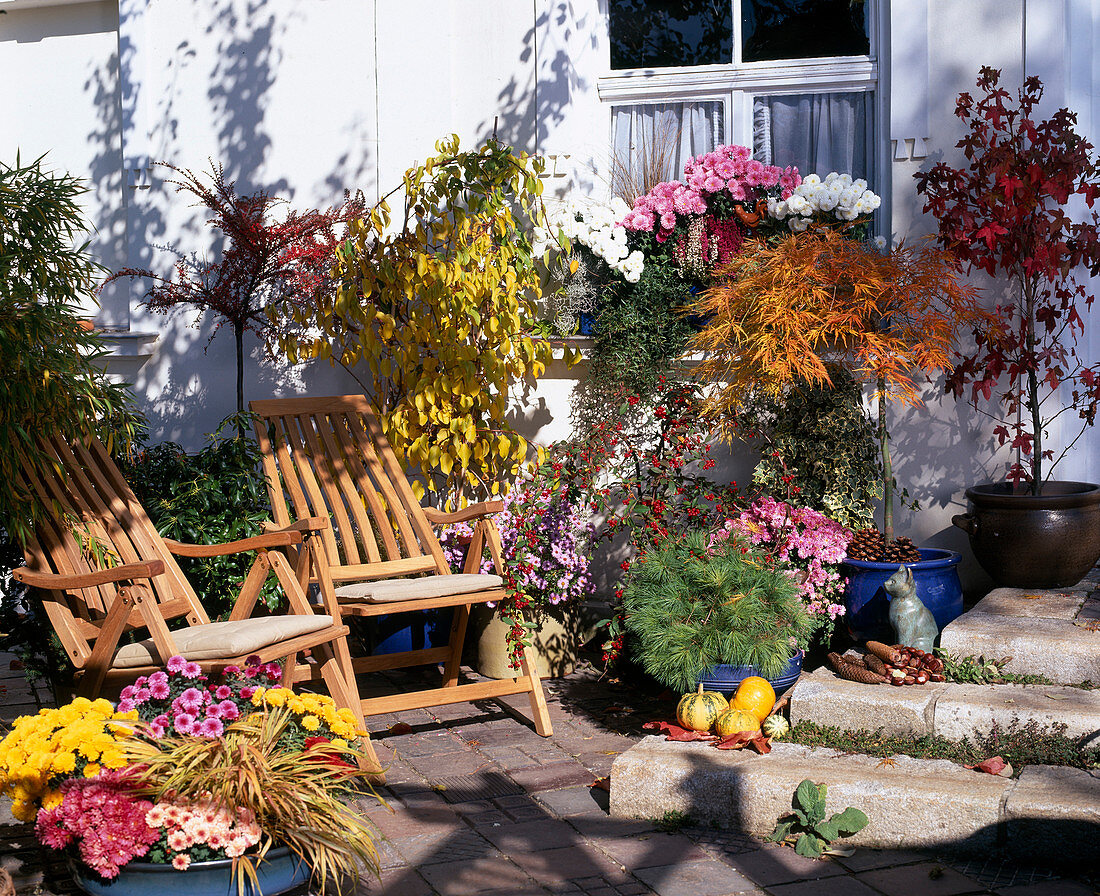 Terrace with various shrubs