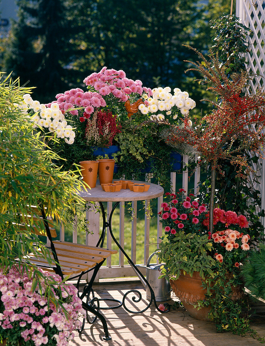 Balcony with blue balcony box: Chrysanth. 'White Bouquet', 'Madeleine', Cot. Stä