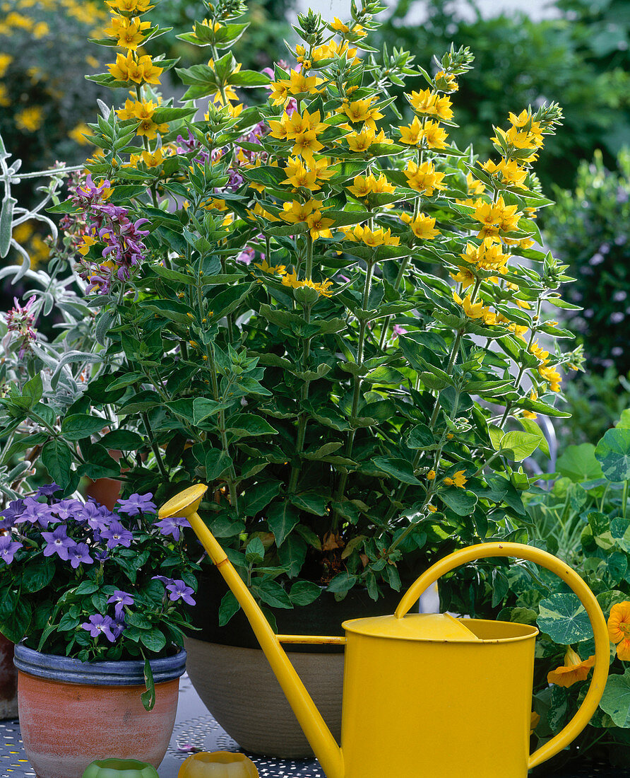 Lysimachia punctata (golden plantain)